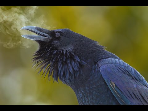 Urien Rheged (Breton music)