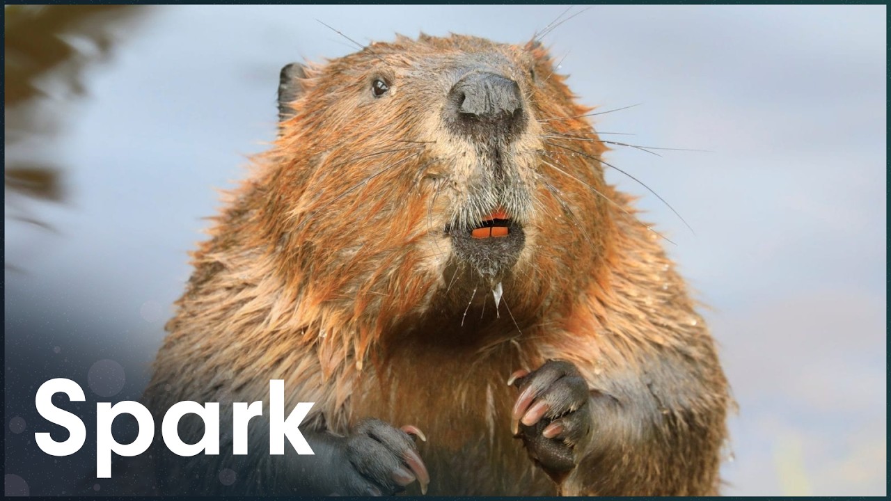 Why Beavers Are The Answer To Las Vegas' Water Crisis
