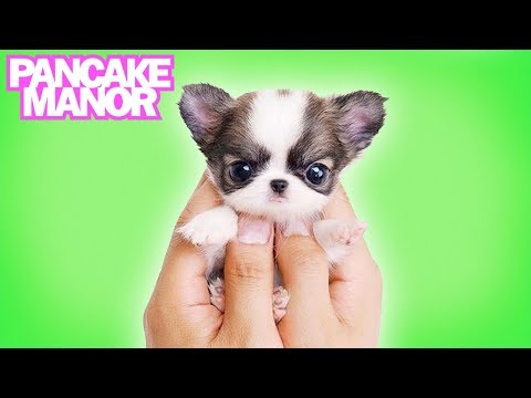 I Love Dogs Song for Kids | Pancake Manor