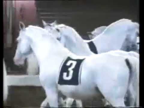 Horst Stern: Bemerkungen über das Pferd im Zirkus