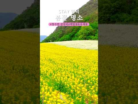 바다+사찰+하천, 영덕에서만 보는 이색 봄꽃 명소