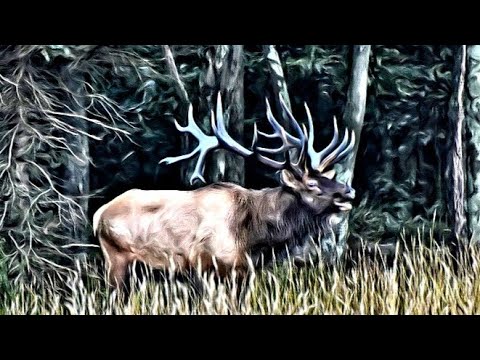 Pennsylvania Elk - Clash of the Titans ... "The King" Dethroned
