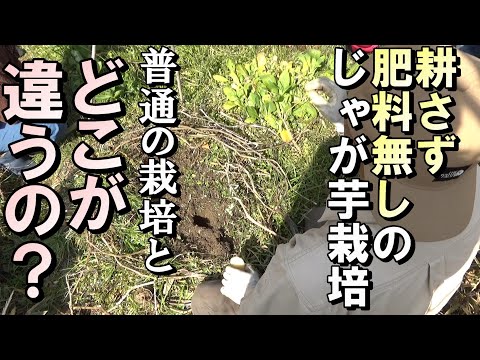 ジャガイモの保存方法2023