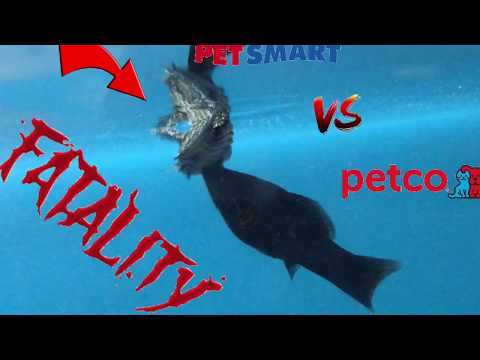 Petsmart VS. PetCo. in LAS VEGAS!!! (VLOG#1)