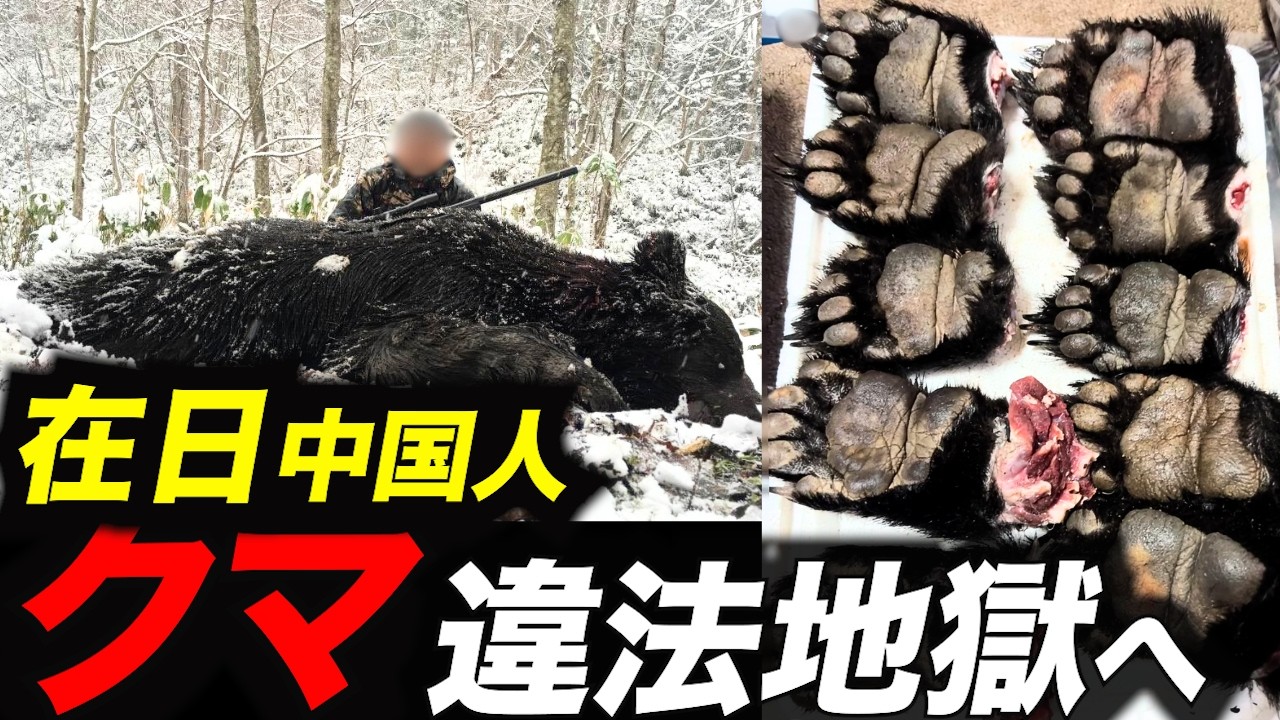 【ヒグマ】日本での違法行為が横行、実態に迫る