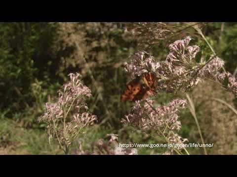 キタテハ秋型の飛翔
