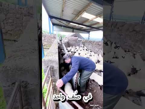 🐑 كيف يفصلون صغار الأغنام عن أمهاتهم؟ الطريقة ذكية جدًا! 😲