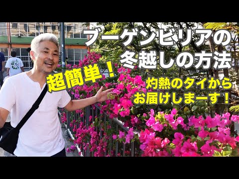 ブーゲンビリアの室内霜温度屋外ポットの越冬方法