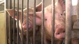 Mit «Primera»-Jungsauen gegen das Sommerloch