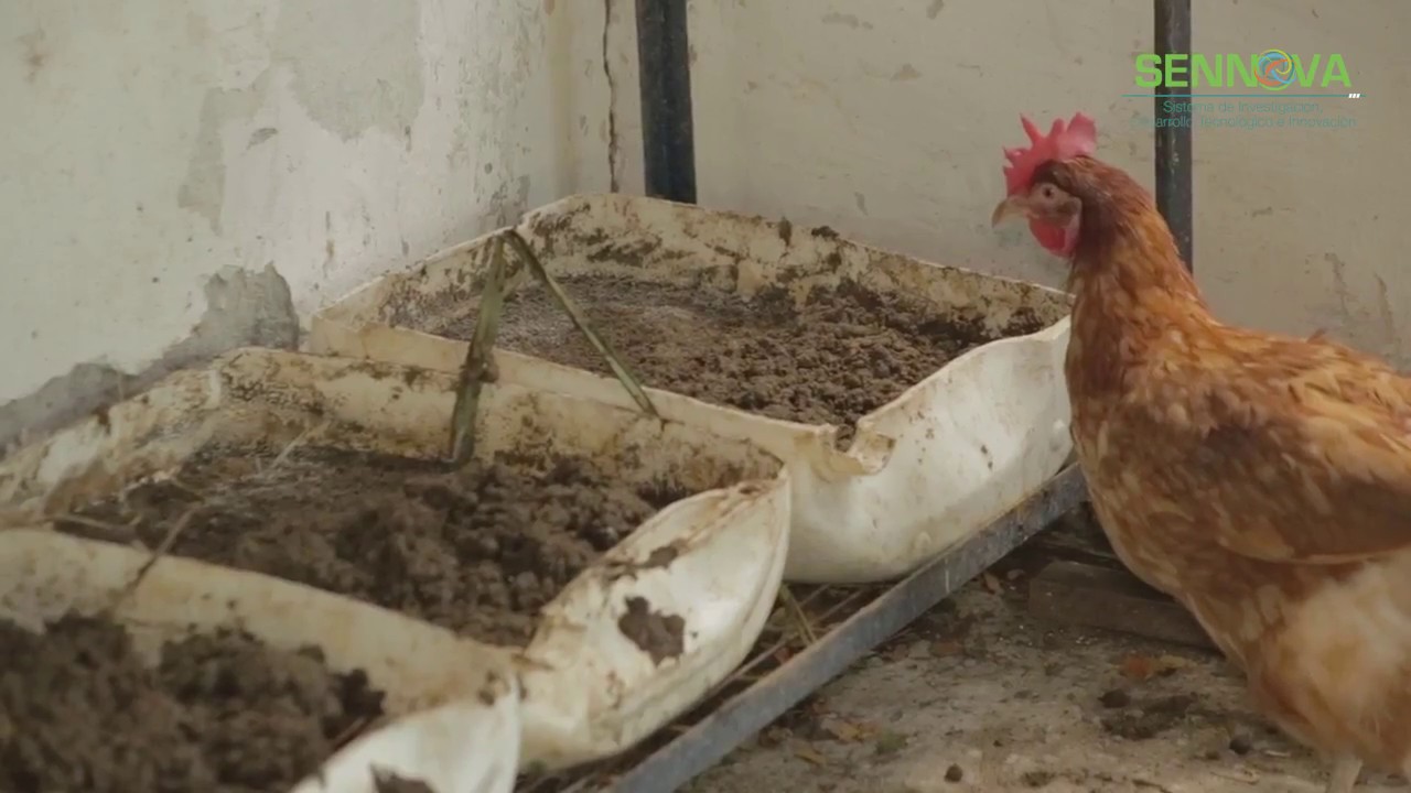 Produccion de  Larva de Mosca Comun C- ESMERALDA RODRIGUEZ ROJAS