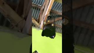 Download lagu pleci dakun garut belajar nembak wit wit mp3 Download lagu pleci dakun garut belajar nembak wit wit mp3