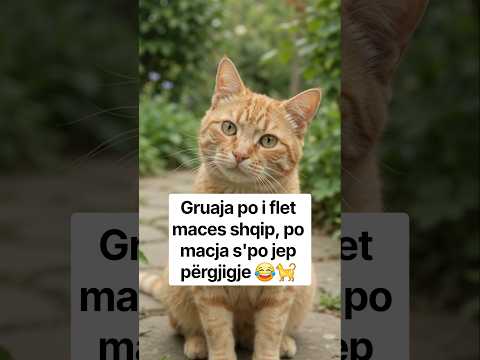 Gruaja po i flet maces shqip, po macja s'po jep përgjigje 😂🐈 #HumorShqip