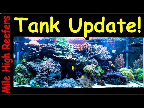 Reef Update: Tangs, New Frag Racks and Water Flow