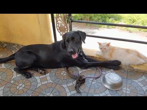 cute dog and cat