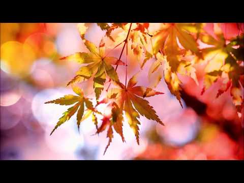 Fallende Blätter - Musik