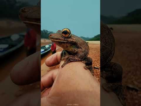 VIAJE POR EL RIO TAMBOPATA - MADRE DE DIOS - PUERTO MALDONADO