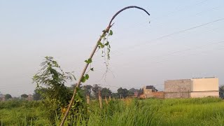 Download lagu hoby pikat burung di kebon mp3 Download lagu hoby pikat burung di kebon mp3