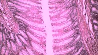 Trial Exam Second Year 7