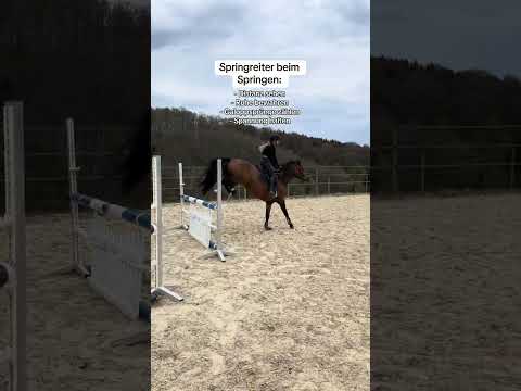 Team Springen oder Dressur? 😅​ #royalhorsemen #equestrian #horses