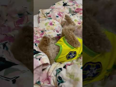 経営学科 トイプードル1歳 #トイプードル #おパンツカット #toypoodle