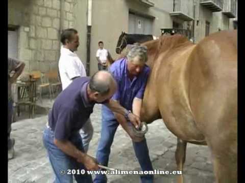 Alimena: Blob 2009 (video)