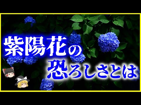 アジサイはなぜ色を失うのですか？この花がなぜそんなに悲しいのかを調べてみましょう…  庭園