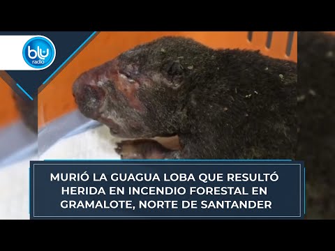 Murió la guagua loba que resultó herida en incendio forestal en Gramalote, Norte de Santander
