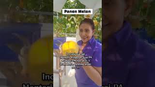 Download lagu Panen Melon  | Inovasi mantan Menteri Kelautan Susi PA Luar biasa herbring pisan euy !!! mp3