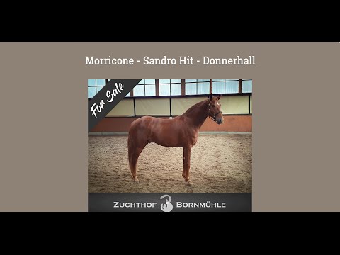 Mallone – Dreijähriger Wallach von „Morricone“ – „Sandro Hit“ – „Donnerhall“