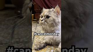 Download lagu We all in togetherness👀😹 #catshorts #funnycat #catvideos #cutecat #viralshorts #kitten #cat mp3