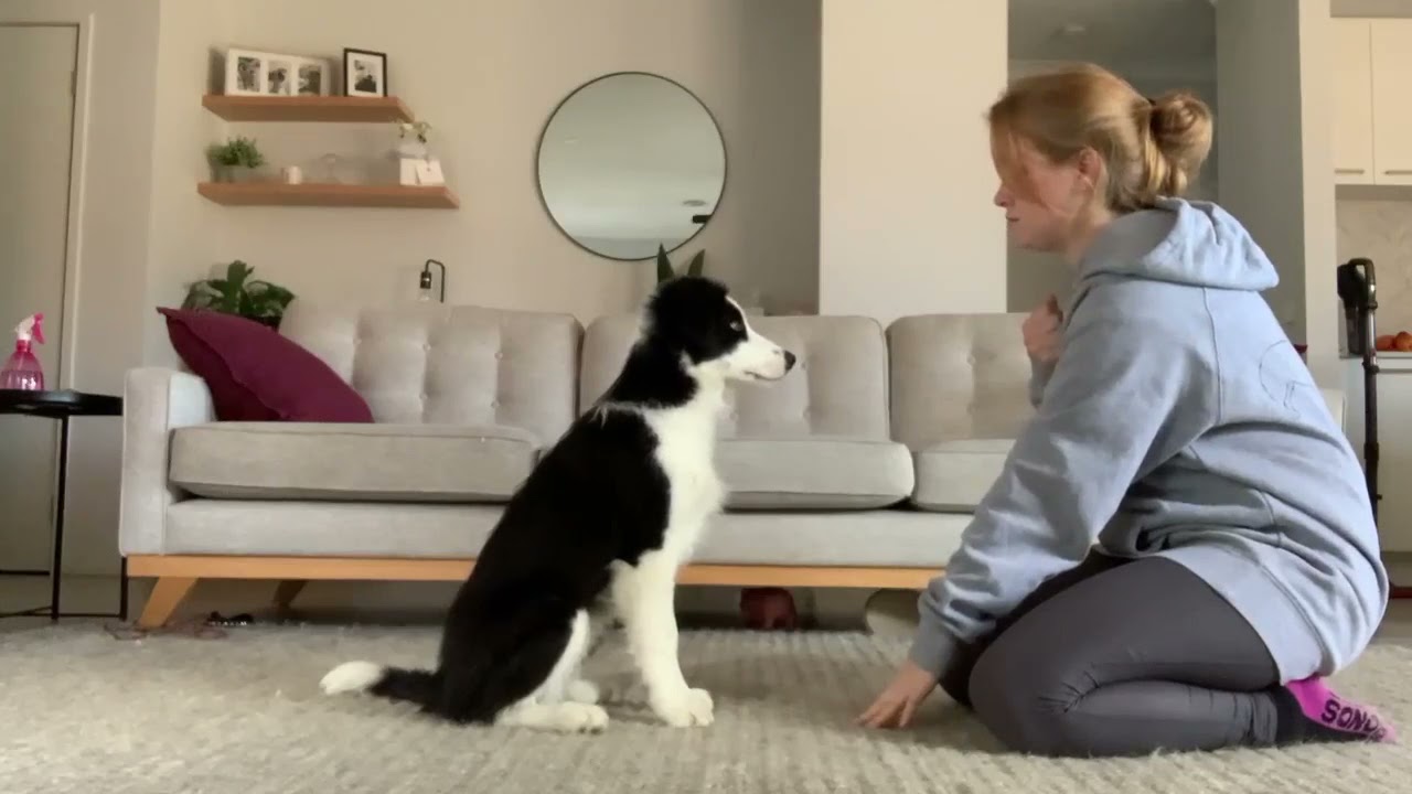 Meet Stitch - The Deaf Border Collie