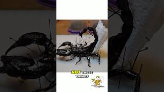 Download lagu Mounting Scorpions: The 3 Week Drying Secret mp3 Download lagu Mounting Scorpions: The 3 Week Drying Secret mp3