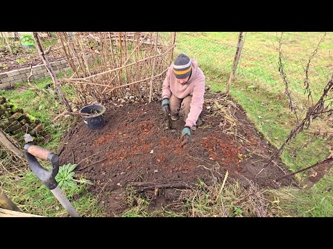 Humus: Schwarzes Gold für fruchtbare Beete | Folge 323