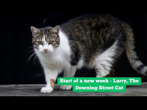 Larry, The Downing Street Cat - Start of a new week