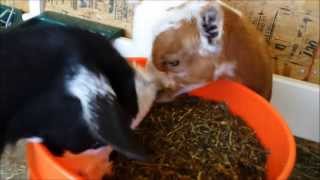 We Love Our Chaffhaye