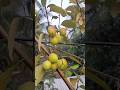 how to grow ber fruit plant from seed | growing jujube plants|| #short video ||
