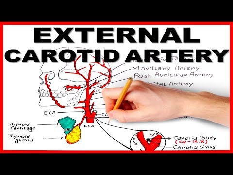External Carotid Artery
