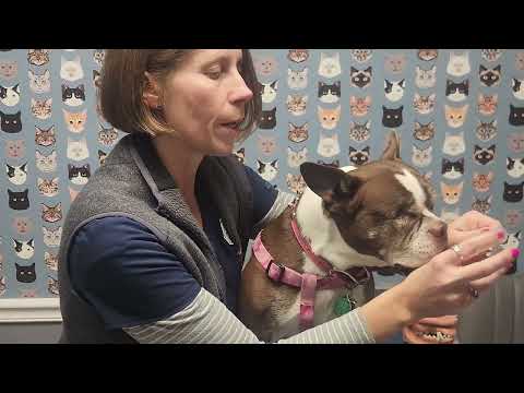 Dental Hygiene for Dogs and Cats Part 2