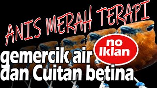 Download lagu Terapi gemercik Air dan cuitan betina Anis Merah Panjang No IKLAN mp3 Download lagu Terapi gemercik Air dan cuitan betina Anis Merah Panjang No IKLAN mp3
