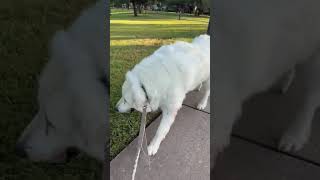 Video preview image #1 Great Pyrenees Puppy For Sale in Spring, TX, USA