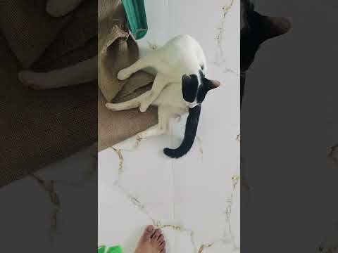 beautiful cat #@runia munia