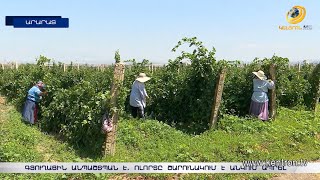 «Գյուղացին անպաշտպան է, չկա խորհուրդ տվող». նախկին փոխնախարար
