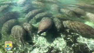 Crystal River Refuge's Manatee Manners for Boaters