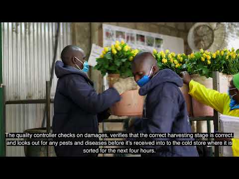 Muttertag: So kommen Rosen in die Schweiz