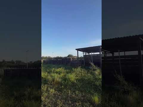 VENDO CAMPO MIXTO - zona Santa Rosa del Conlara  Con manga, corrales, excelente estado de alambrado