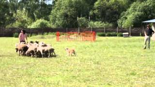 preview picture of video 'Fleurette - herding training with Philippe Haeyaert 13-16.06.2013'