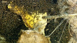 Extreme Cliffside Honey Harvesting | Honey Hunting In Nepal | Earth Unplugged
