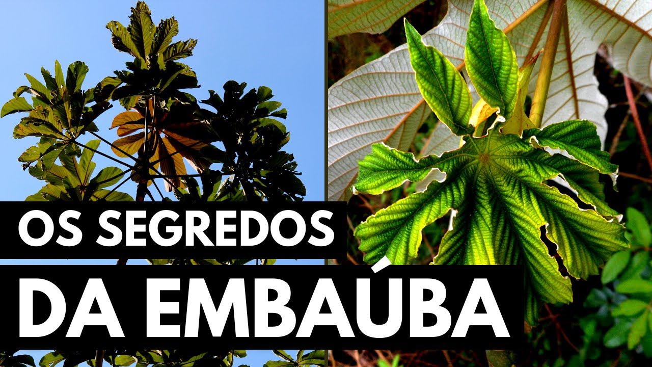 EMBAUBA: PLANTA QUE AJUDA EM VÁRIAS COISAS!
