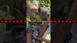 Koalas #shorts #ngscience
