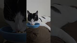 Because he can 🙈 #foryou #cat #catcute #catpersonality #cute #lovely #shorts